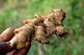 Curcuma Racine Fraîche